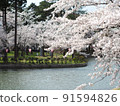 Cherry blossoms at Takada Park 91594826