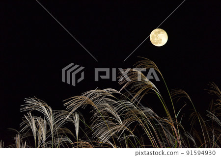 Autumn tradition Mid-autumn moon and pampas grass / Autumn tradition Mid-autumn moon and pampas grass / 91594930