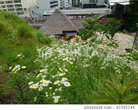 金澤八景權現山公園A 91595144