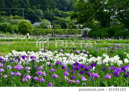 宮城縣多賀城特別史蹟 國府多賀城遺址 綾女庭園 綾女祭 91595183