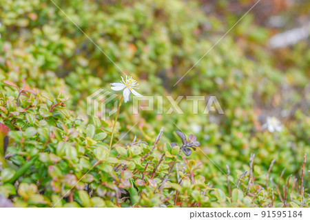 在北阿爾卑斯山脊線上開花的高山植物，向藍天開花的黃連 91595184