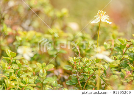 Alpine plant that blooms on the ridgeline of the Northern Alps, Coptis chinensis that blooms toward the blue sky 91595209