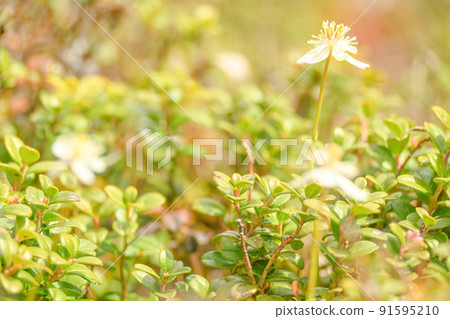 Alpine plant that blooms on the ridgeline of the Northern Alps, Coptis chinensis that blooms toward the blue sky 91595210
