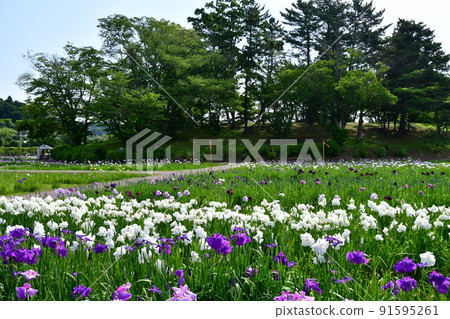 宮城縣多賀城特別史蹟 國府多賀城遺址 綾女庭園 綾女祭 宮城縣多賀城特別史蹟 國府多賀城遺址 綾女庭園 綾女祭 91595261