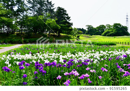 宮城縣多賀城特別史蹟 國府多賀城遺址 綾女庭園 綾女祭 宮城縣多賀城特別史蹟 國府多賀城遺址 綾女庭園 綾女祭 91595265