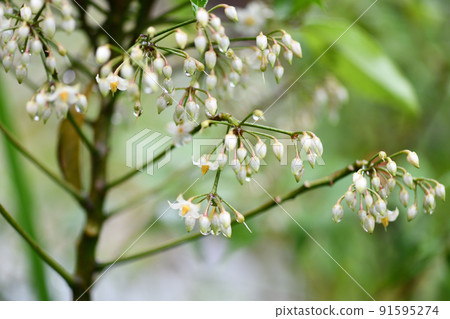 常綠灌木,萬里(萬輛)花 常綠灌木,萬里(萬輛)花 91595274