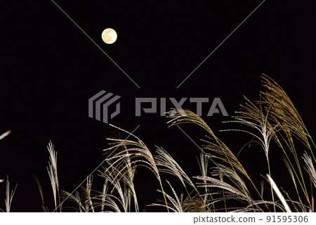 Autumn tradition Mid-autumn moon and pampas grass / Autumn tradition Mid-autumn moon and pampas grass / 91595306