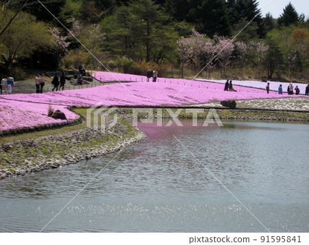 Fuji Shiba Sakura ・ Reflected on the surface of the pond 91595841