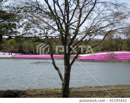 Fuji Shiba Sakura / Pond and a tree 91595842