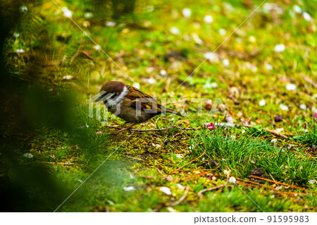 Spring wild birds at Ishibashi Cultural Center, Kurume City Spring wild birds at Ishibashi Cultural Center, Kurume City 91595983