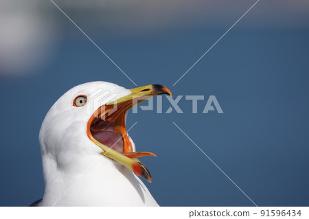 A picture of a black-tailed gull yawning with its eyes wide open 91596434
