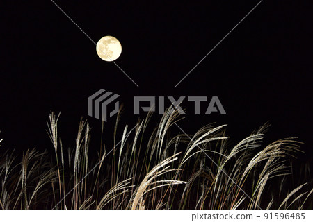 秋季傳統中秋月亮和蒲葦/ 91596485