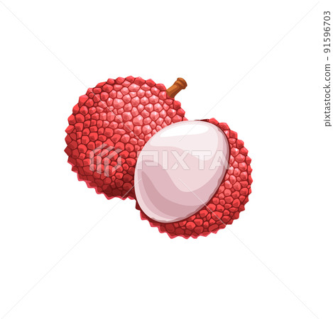 Lychee fruit, exotic litchi plant. Isolated vector peeled and unpeeled tropical fresh lichi with piked red peel. Lichee tropic juicy fruit on white background, asian sweet dessert 91596703