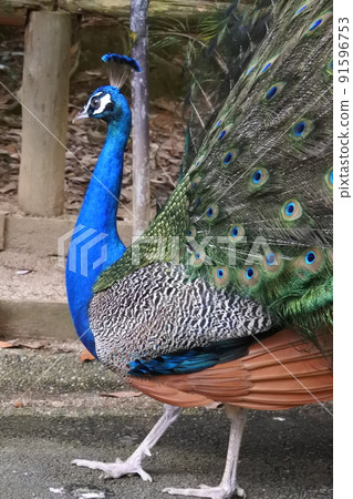 孔雀閉著翅膀走路 孔雀閉著翅膀走路 91596753