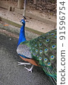 孔雀閉著翅膀走路 91596754