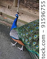 孔雀閉著翅膀走路 91596755