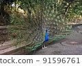 孔雀傳播羽毛 91596761
