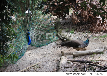 孔雀傳播羽毛 91596763