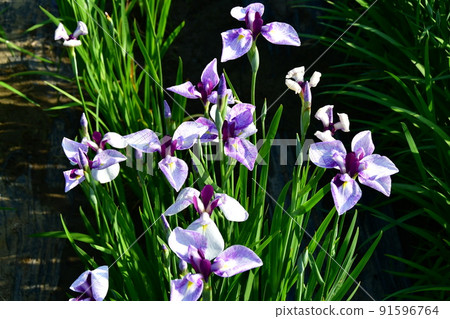 宮城縣多賀城特別史蹟 國府多賀城遺址 綾女庭園 綾女祭 91596764