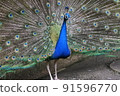孔雀傳播羽毛 91596770