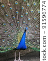 孔雀傳播羽毛 91596774