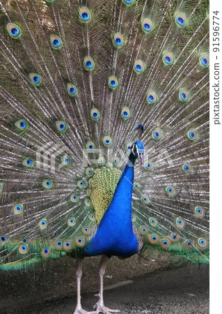 孔雀傳播羽毛 孔雀傳播羽毛 91596774