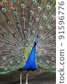 孔雀傳播羽毛 91596776