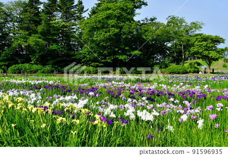 宮城縣多賀城特別史蹟 國府多賀城遺址 綾女庭園 綾女祭 91596935