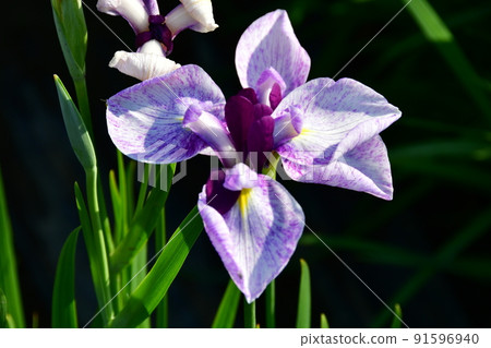 宮城縣多賀城特別史蹟 國府多賀城遺址 綾女庭園 綾女祭 91596940