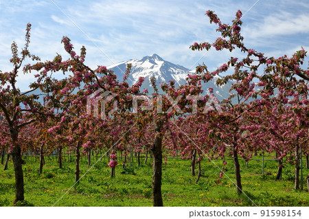 青森縣西津輕郡鰺澤町立井町紅蘋果花和白雪皚皚的富士山。 青森縣西津輕郡鰺澤町立井町紅蘋果花和白雪皚皚的富士山。 91598154