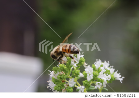 蜜蜂吮吸春天日本花園裡盛開的白牛至花的花蜜 91598211