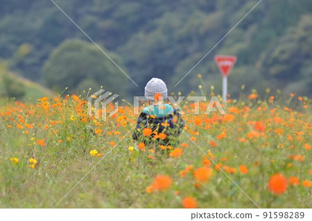 Tulip field boy 91598289