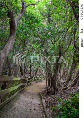 Brick remains and light beyond the mountain road | Trees growing on old bricks 91598320