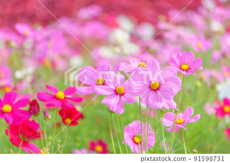 五顏六色的波斯菊領域盛開 91598731