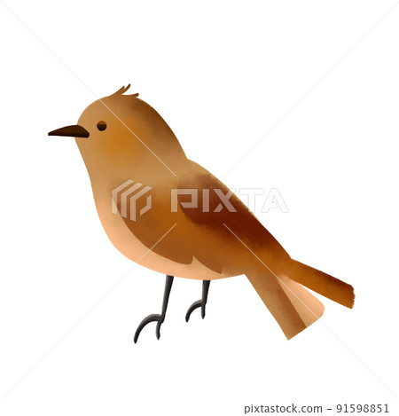 bird bird 91598851