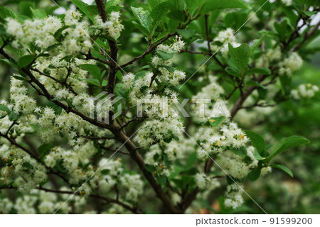 Flowers blooming on Mt. Akagi 91599200