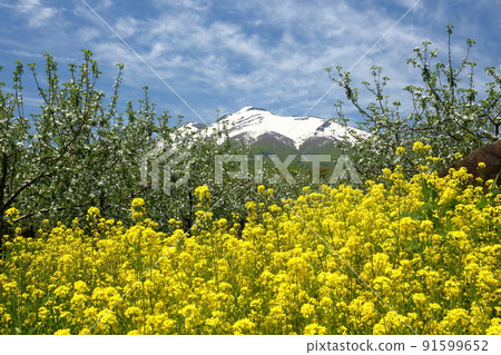 Hirosaki City, Aomori Prefecture Apple plantation along the Mt. Iwaki loop line Apple flowers and rape blossoms and snow-capped Mt. Iwaki Hirosaki City, Aomori Prefecture Apple plantation along the Mt. Iwaki loop line Apple flowers and rape blossoms and snow-capped Mt. Iwaki 91599652