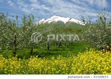 Hirosaki City, Aomori Prefecture Apple plantation along the Mt. Iwaki loop line Apple flowers and rape blossoms and snow-capped Mt. Iwaki 91599653