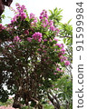 Bougainvillea 1 91599984
