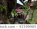 Bougainvillea 2 91599985