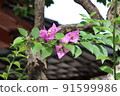 Bougainvillea 3 91599986