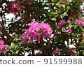 Bougainvillea 4 91599988