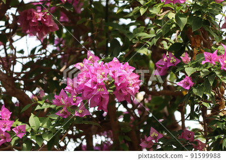 Bougainvillea 4 91599988
