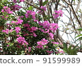 Bougainvillea 5 91599989