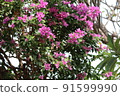 Bougainvillea 6 91599990