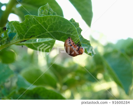 One larva of a Colorado potato beetle crawls on a pitted potato leaf. Close-up. illustration on the theme of protecting agricultural plants from bugs and pests. 91600284