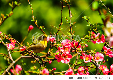 福岡縣久留米市石橋文化中心的春季野鳥 91600485