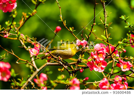 Spring wild birds at Ishibashi Cultural Center, Kurume City, Fukuoka Prefecture 91600486