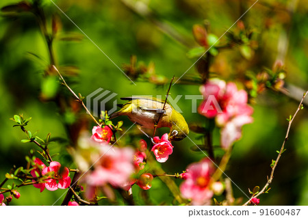 福岡縣久留米市石橋文化中心的春季野鳥 福岡縣久留米市石橋文化中心的春季野鳥 91600487