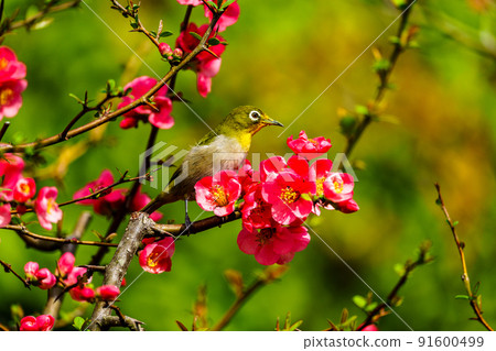 Spring wild birds at Ishibashi Cultural Center, Kurume City, Fukuoka Prefecture 91600499